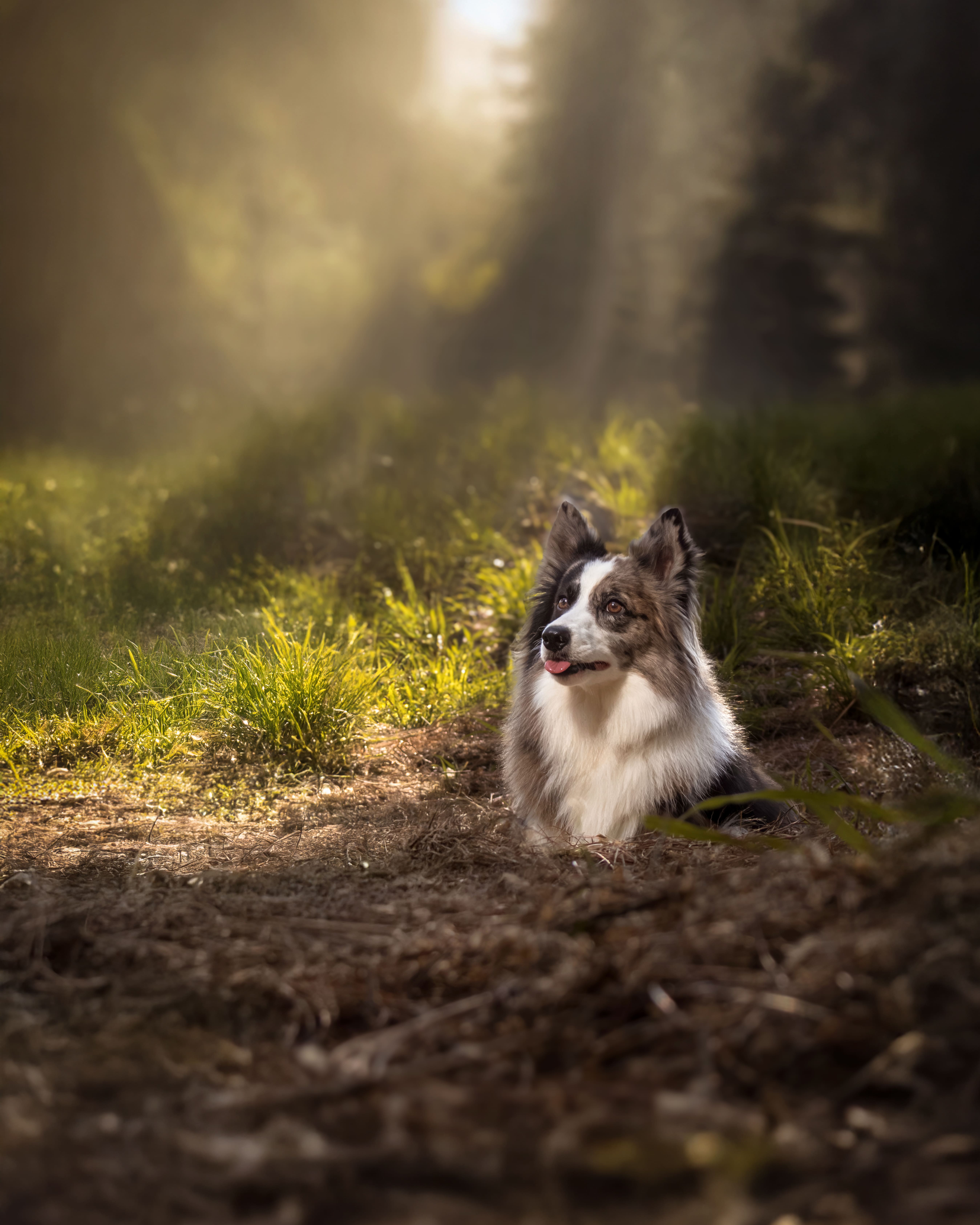 Fotografía de mascotas en Guadalajara